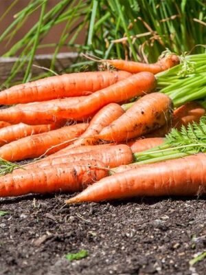 Organska Mrkva (Šargarepa) 500g