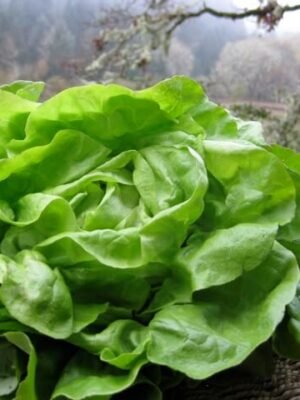 Organska Zelena Salata 1 komad