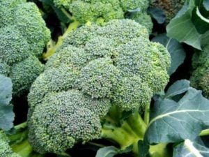 Organski Brokoli 500g