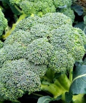 Organski Brokoli 500g