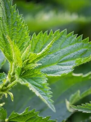 Organska Kopriva vrhovi Bio Salaš Idei 100g