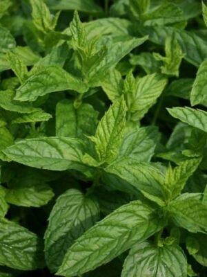 Organska Nana Bio Salaš Idei 1 veza