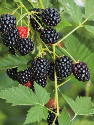 Kupine period konverzije 250g