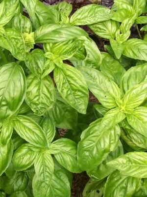 Organski Bosiljak Genovese Bio Salaš Idei 1 veza