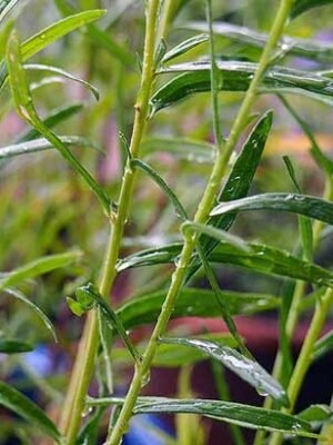 Organski Estragon Bio Salaš Idei 1 veza