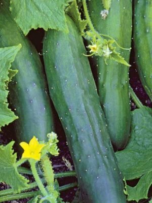 Organski Krastavac 500g