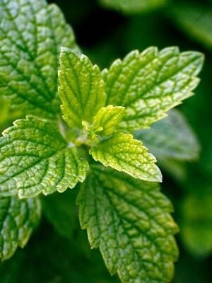 Organski Matičnjak Bio Salaš Idei 1 veza