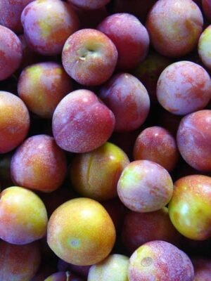 Organski Ringlov 500g