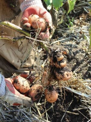 Organski Krompir Mladi 500g