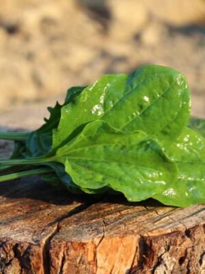 Organska Bokvica Bio Salaš Idei 1 veza