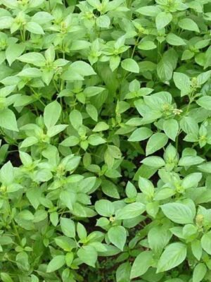 Organski Bosiljak Limunski Bio Salaš Idei 1 veza