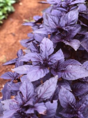 Organski Bosiljak Ljubičasti Bio Salaš Idei 1 veza