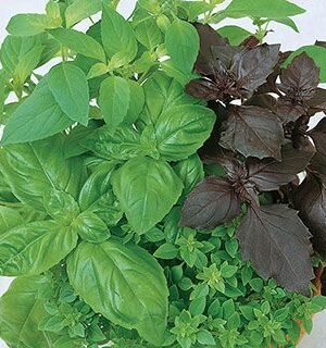 Organski Bosiljak Mix Bio Salaš Idei 1 veza