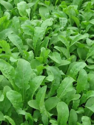 Organska Rukola Mlada Bio Salaš Idei 70g