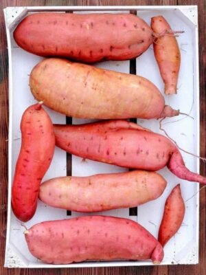 Organski Batat (slatki krompir) Rozi 500g