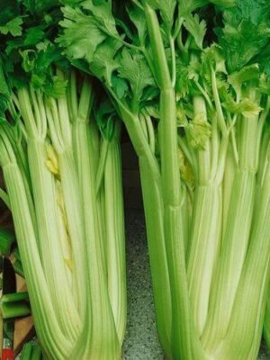 Organski Celer Stablaš 1 komad