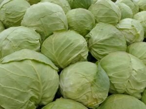 Organski Kupus Futoški 20kg