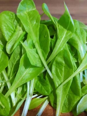 Organska Mlada Salata Bio Salaš Idei 70g