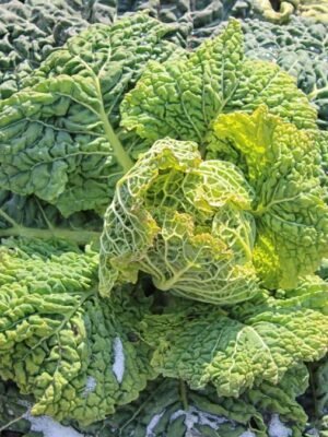 Organski Kelj Glavica 1kg