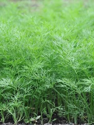 Organska Mirođija 1 veza