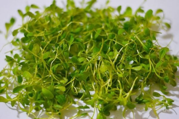 organsko mikrobilje zelena salata