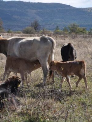 Kobasica Sušena od Buše iz Organskog Uzgoja Bio Buša 350g