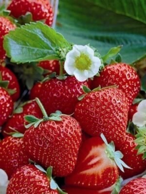 Organske Jagode 500g