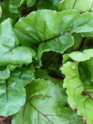 organsko lisce cvekle veza