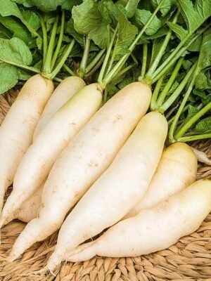 organske rotkvice bele 1 veza bio salas idei