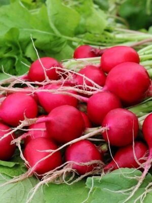 organske rotkvice crvene bio salas idei