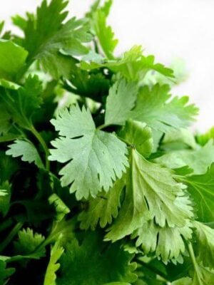 Organski Korijander 40g Bio Salaš Idei