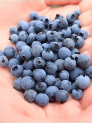 Šumske Borovnice Zamrznute Plavo 200g