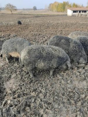 Slanina od Mangulice Bela Bio Salaš Idei 500g