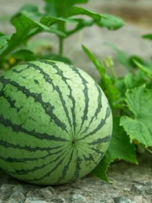 Organska Lubenica 1kg