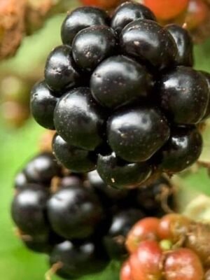 Organske Divlje Kupine Bio Salaš Idei 500g