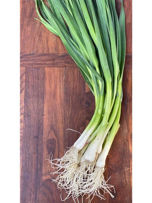 organski mladi beli luk veza organski mladi beli luk veza